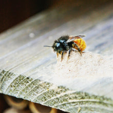 Laden Sie das Bild in den Galerie-Viewer, Bienenhotel / Insektenhaus mit handgemalter Hummel