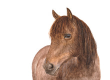 Laden Sie das Bild in den Galerie-Viewer, Ohrringe mit Pferd, leicht hängend, aus silberfarbenem Edelstahl mit Cabochon