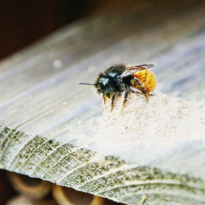 Bienenhotel / Insektenhaus mit handgemalter Hummel