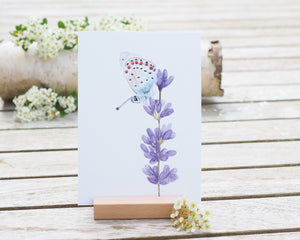 Kunstdruck / gedruckte Karte mit Lavendel und Schmetterling auf feinstem Cotton-Papier
