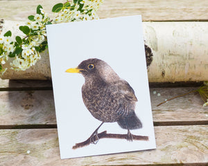 Kunstdruck / gedruckte Karte mit schönster Amsel auf feinstem Cotton-Papier